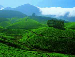 Munnar e le piantagioni di tè sulla catena dei Ghati Occidentali