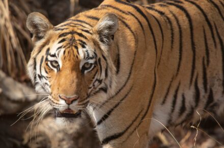 Tigre del Bengala a Pench
