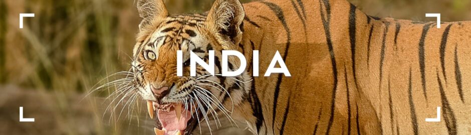 india safari TIGRE
